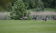 Geese on the course during Middlesbrough FC Foundation's Annual Golf Day 2024 at Rockliffe