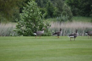Geese on the course during Middlesbrough FC Foundation's Annual Golf Day 2024 at Rockliffe