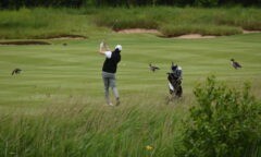 Action from the course during Middlesbrough FC Foundation's Annual Golf Day 2024 at Rockliffe. The geese took no evasive action, they've seen it all before